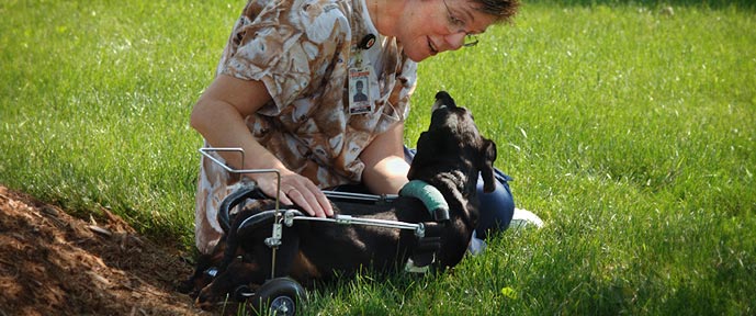 NC State woman and disabled dog