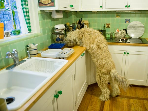 dogs kitchen