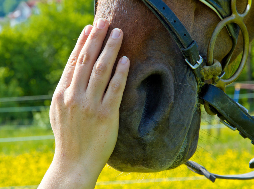 horse nosebleeds