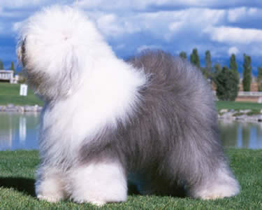 sheepdog