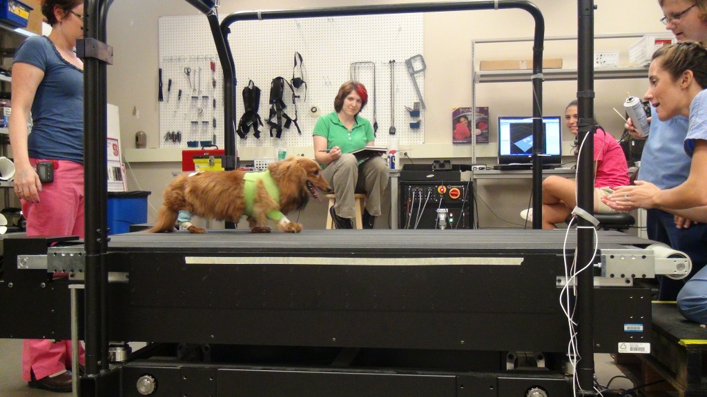 bert the dog on treadmill