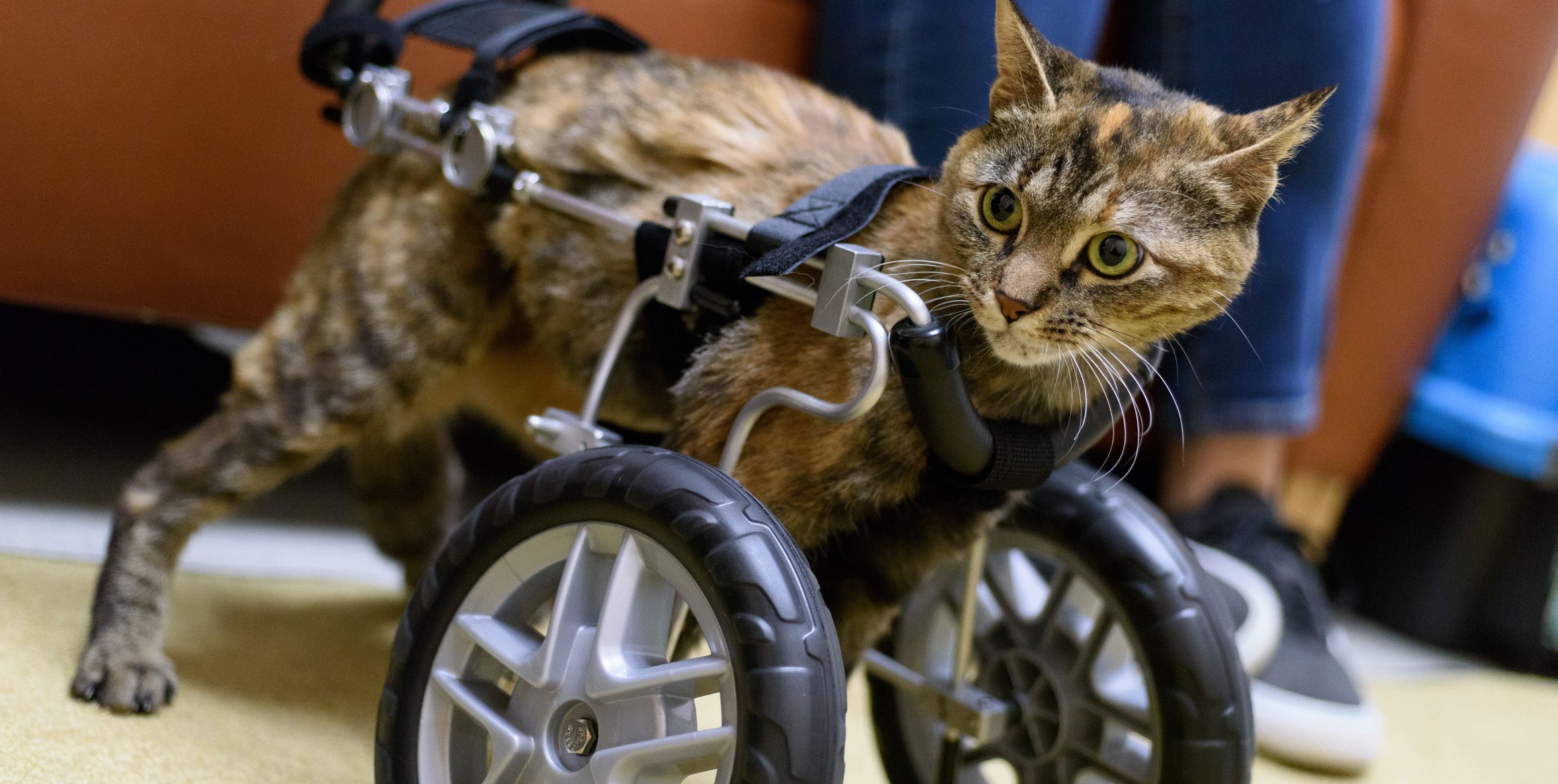 thumper the cat in wheel cart