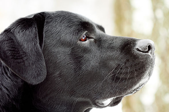 Labrador's head in profile. Close-up, shallow depth of field.