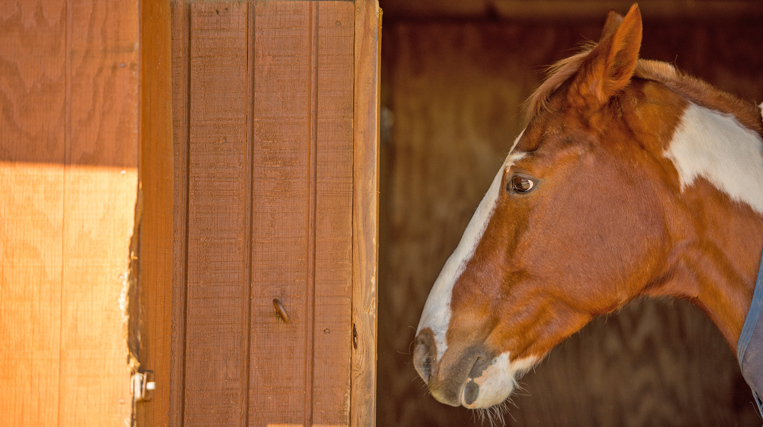 Chestnut horse standing by stall