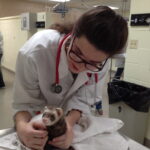 Laura Johnson examines Smokey the ferret. 