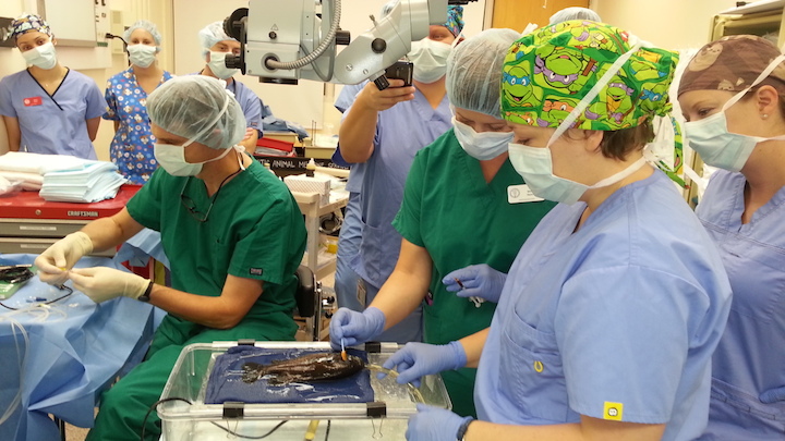 Sunfish River being prepared for the procedure. Dr. Greg Lewbart (left) readies surgery equipment.