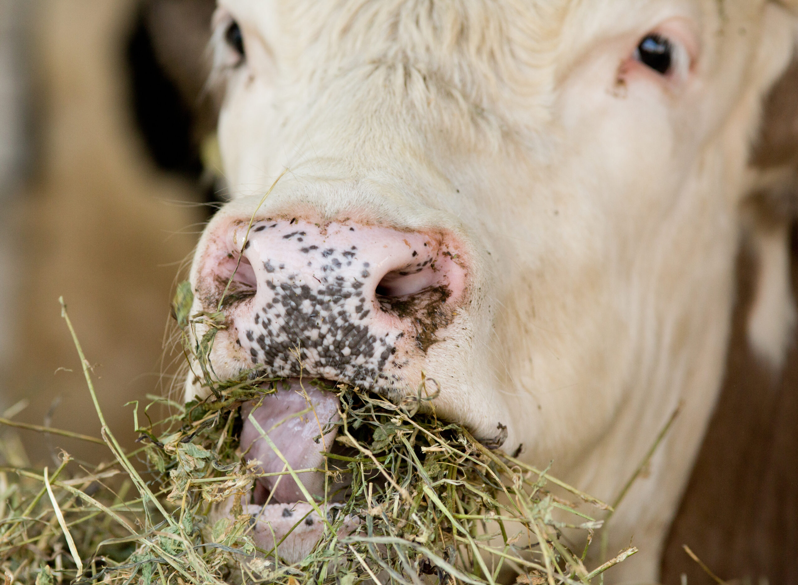 NC State CVM cow eating alfalfa