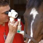 Dr. Brian Gilger does an equine eye exam.