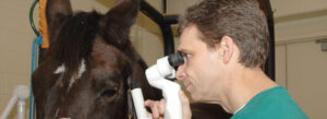 NC State CVM Dr. Brian Gilger conducting and equine ocular exam