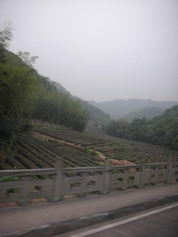 Visiting a Tea Farm in Hangzhou, China