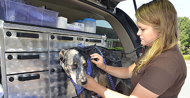 Veterinarian Nikki Schweizer examines Noah in her mobile vet clinic.