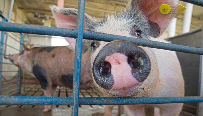 Black and white swine at the CVM Barn