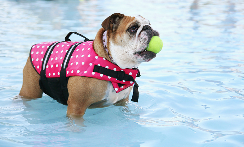 Bulldog in polk dotted life vest in pool with yellow ball in mouth