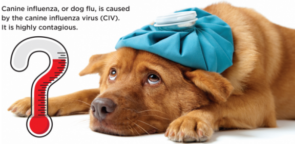 What Causes Canine Flu?