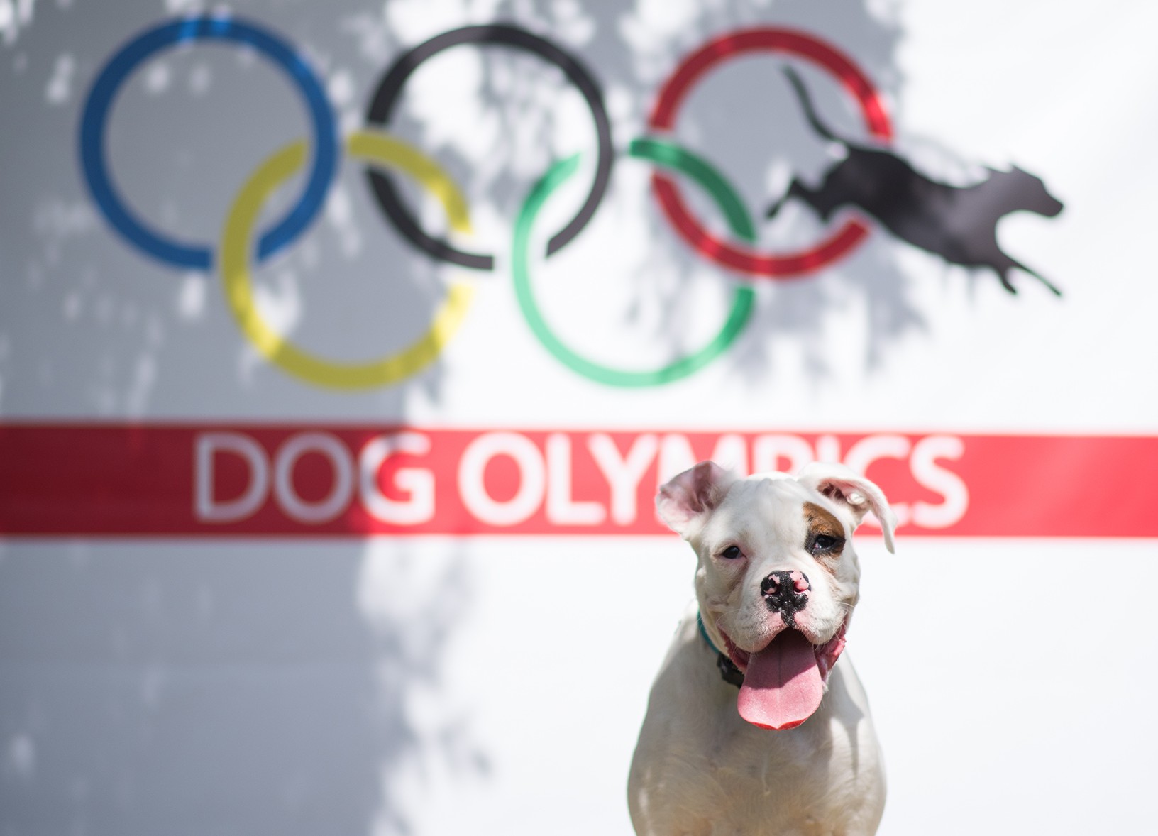 dog in front of sign