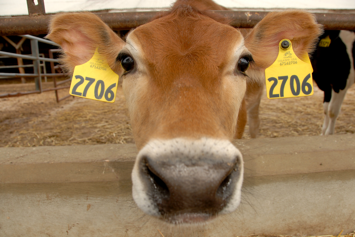 Curious calf at the dairy farm off Lake Wheeler Road.