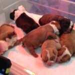Newborn bulldog pups