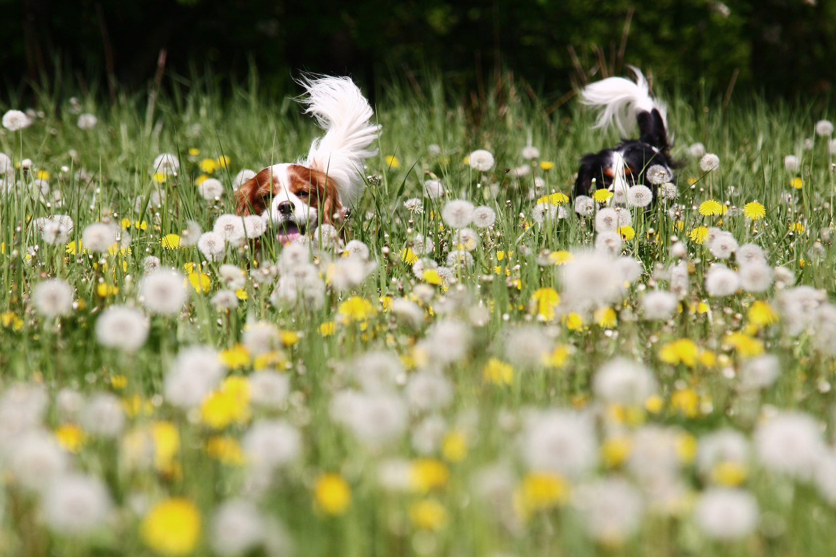dog running on medow with dandelions and blowballs