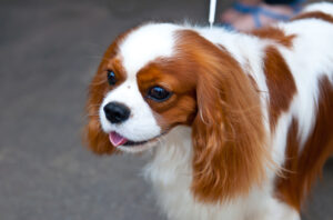 King Charles Spaniel is a breed of small dog of the Spaniel type.