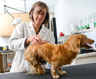 woman testing dog