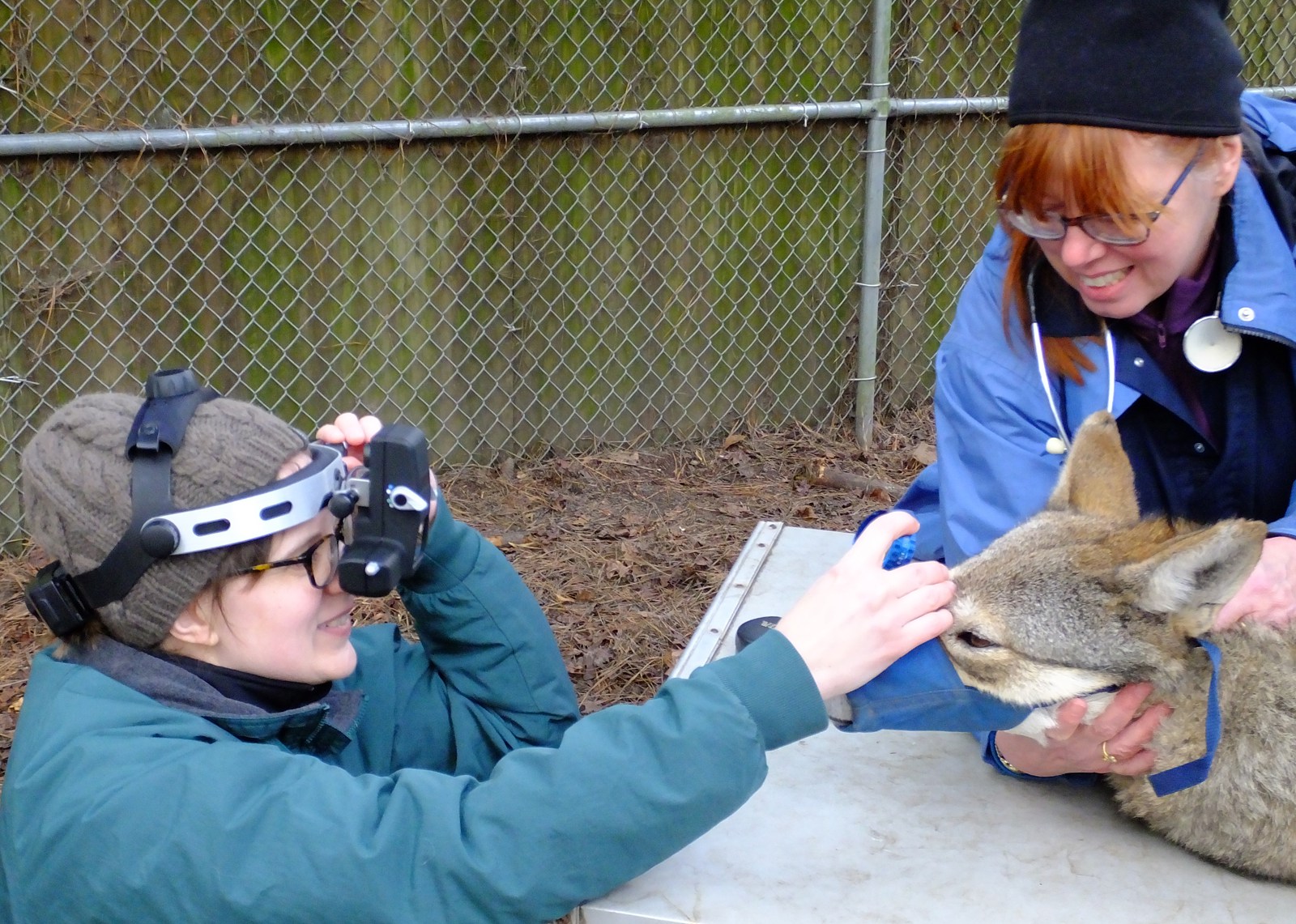 Dr. Mowat (left) examines the eyes of a red wolf restrained by Dr. Kennedy-Stoskopf (right)