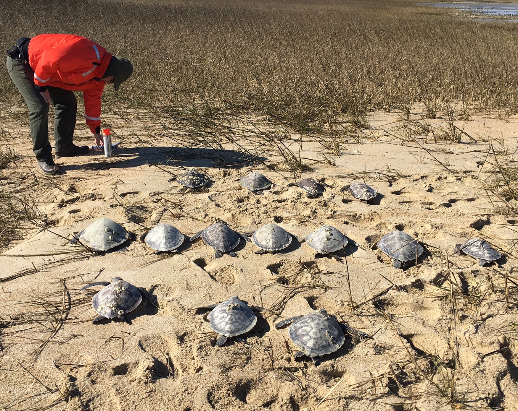 green sea turtles cold stunned on the beach in cape lookout