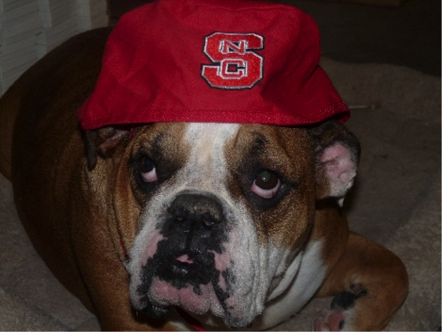 bulldog with red hat