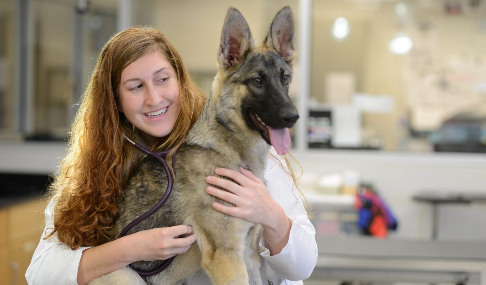 Veterinarian with german shepard in clinical setting