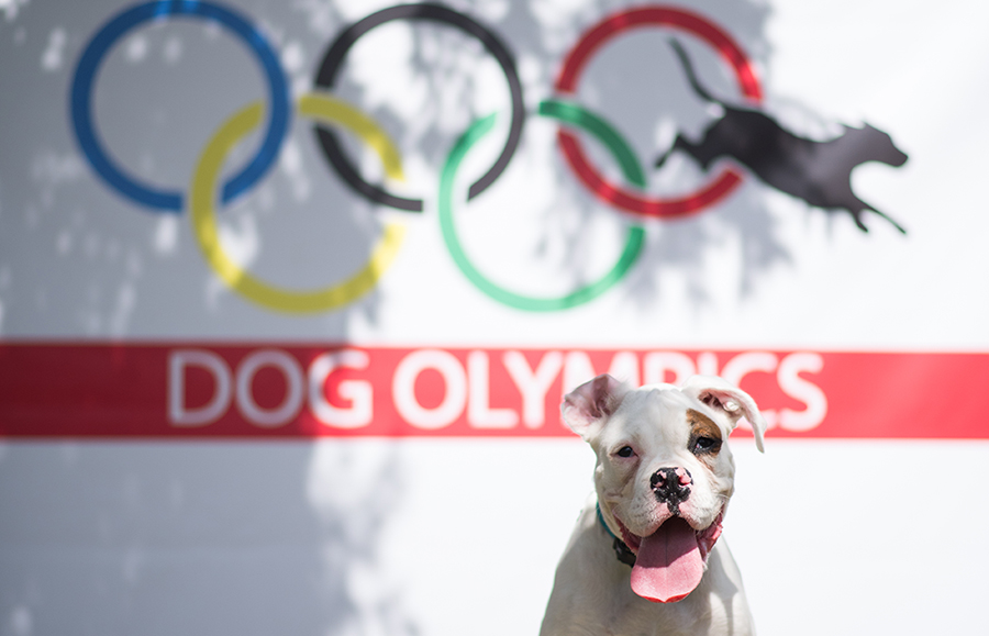 happy dog at dog olympics