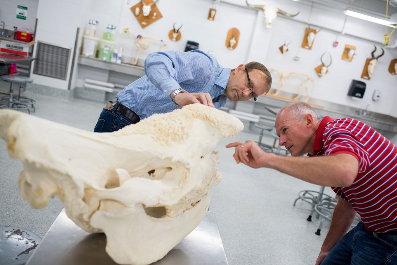 Gerard and Blikslager inspect rhino skull