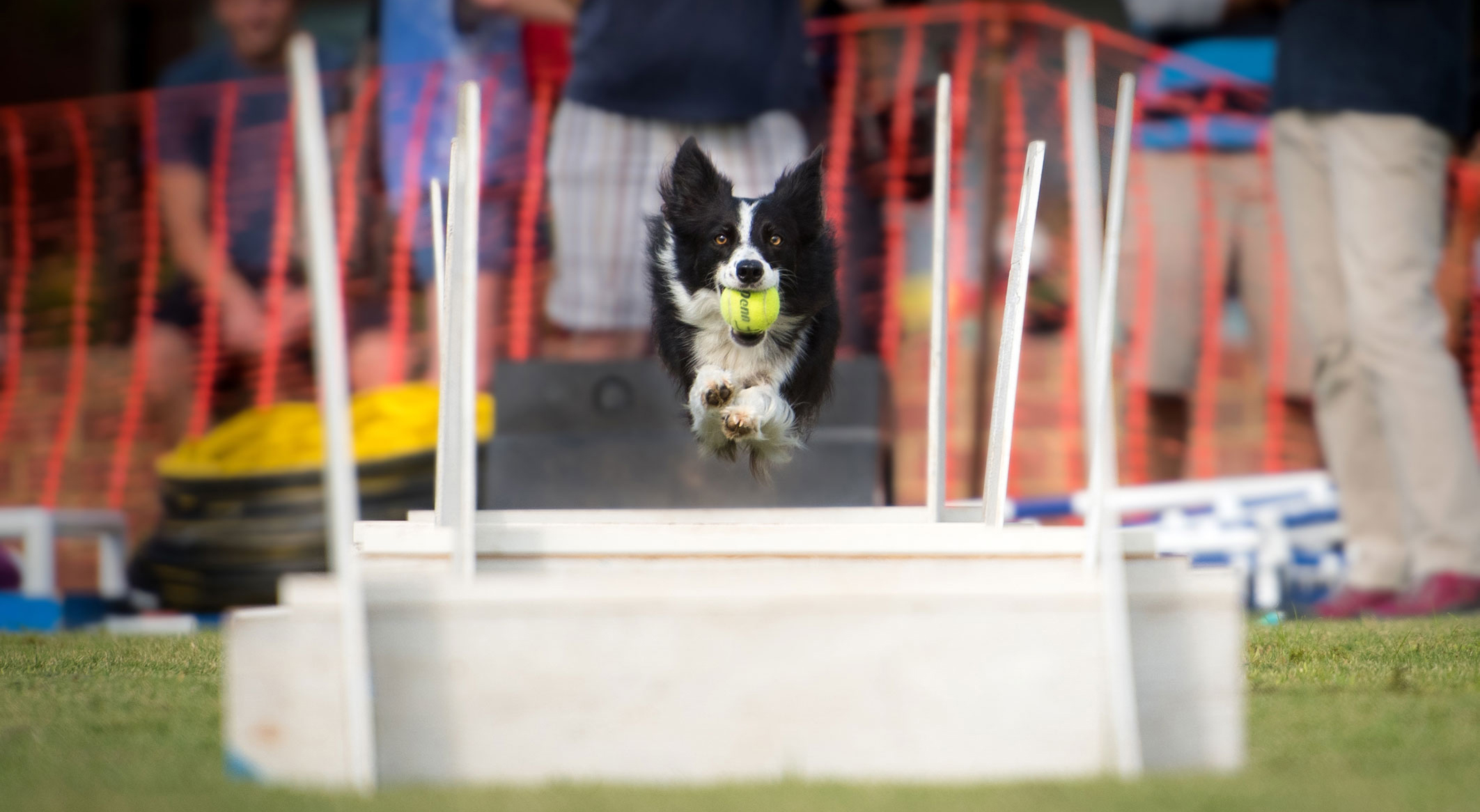 dog jumps obstacle at dog olympics