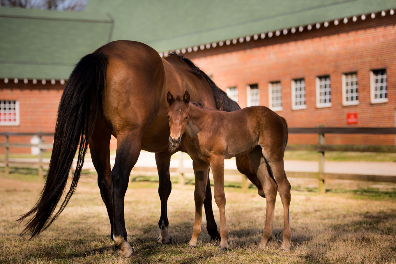 horse with foal