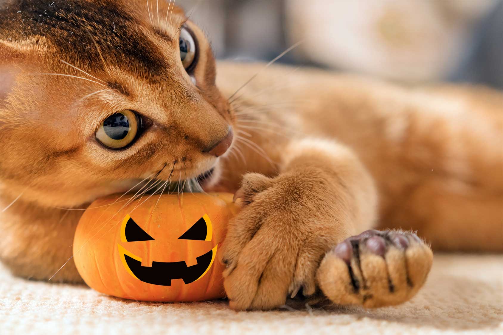cat chewing tiny pumpkin
