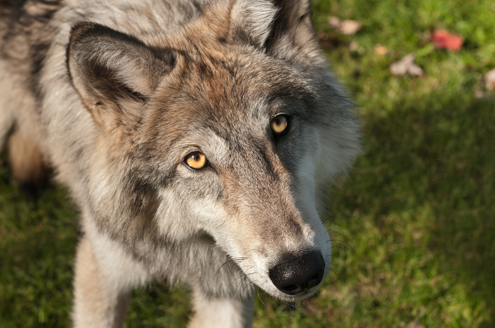Grey Wolves (Canis lupus) Looks Up at Viewer - captive animal