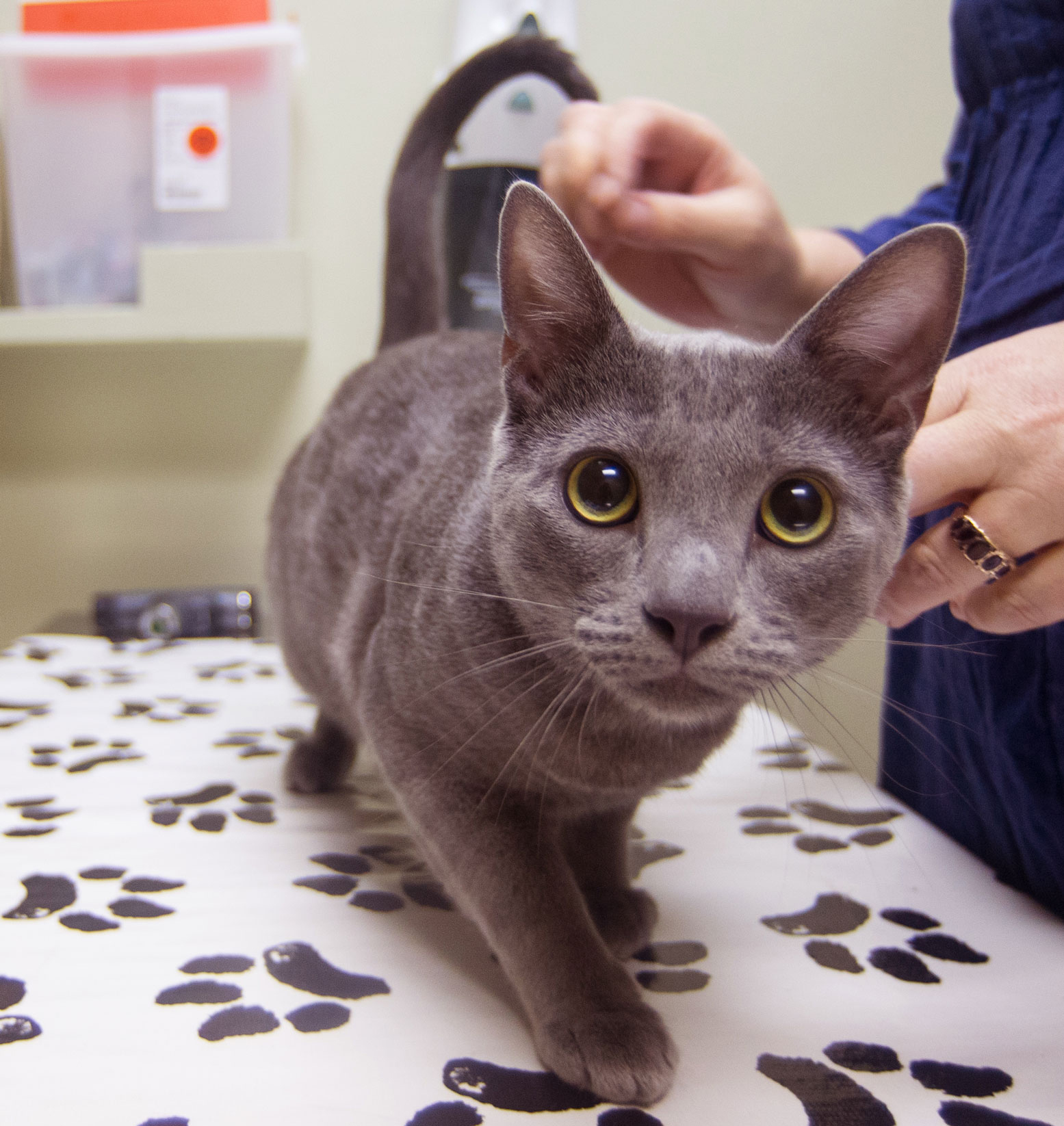 gray cat on lab table