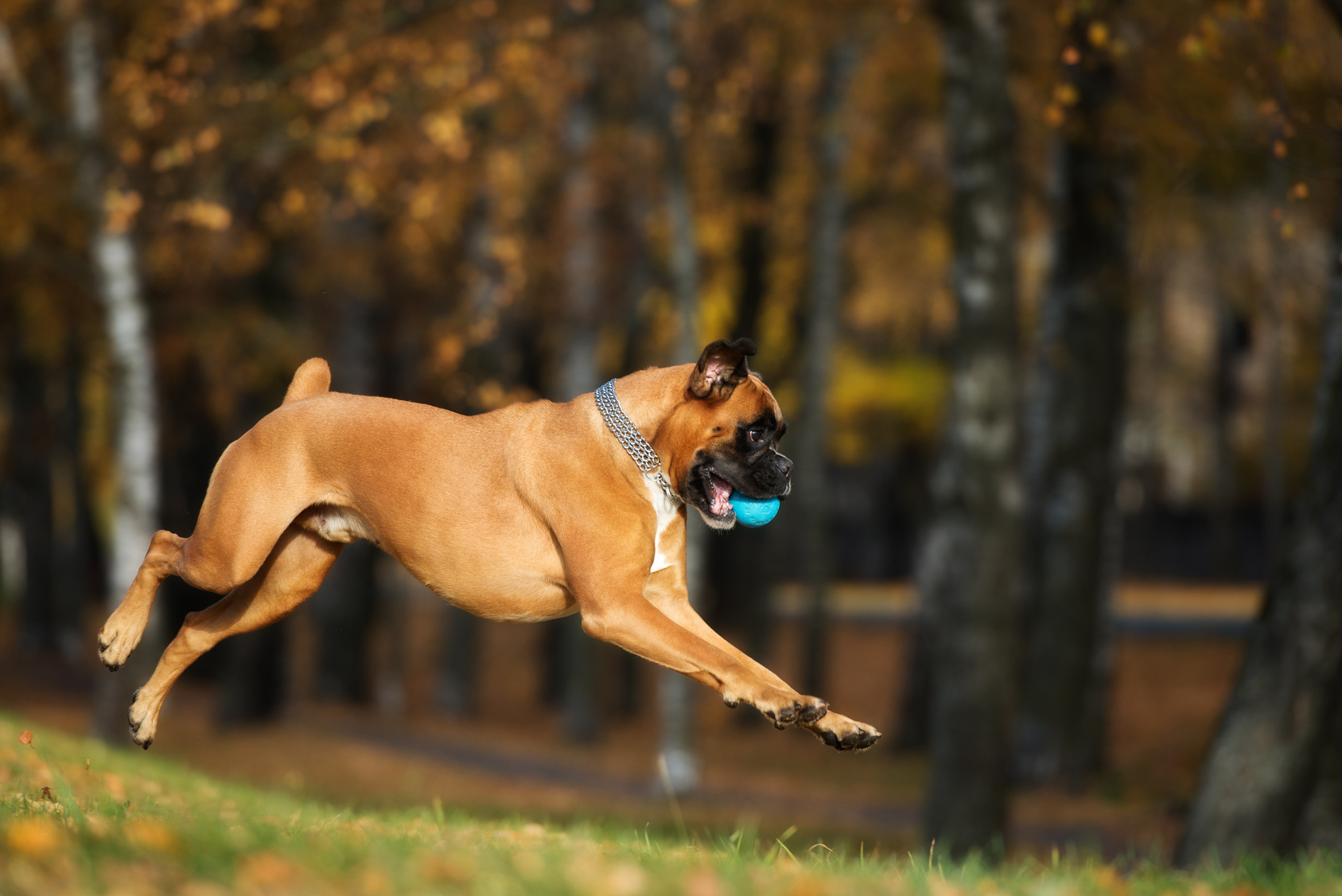 red boxer dog jumping outdoors