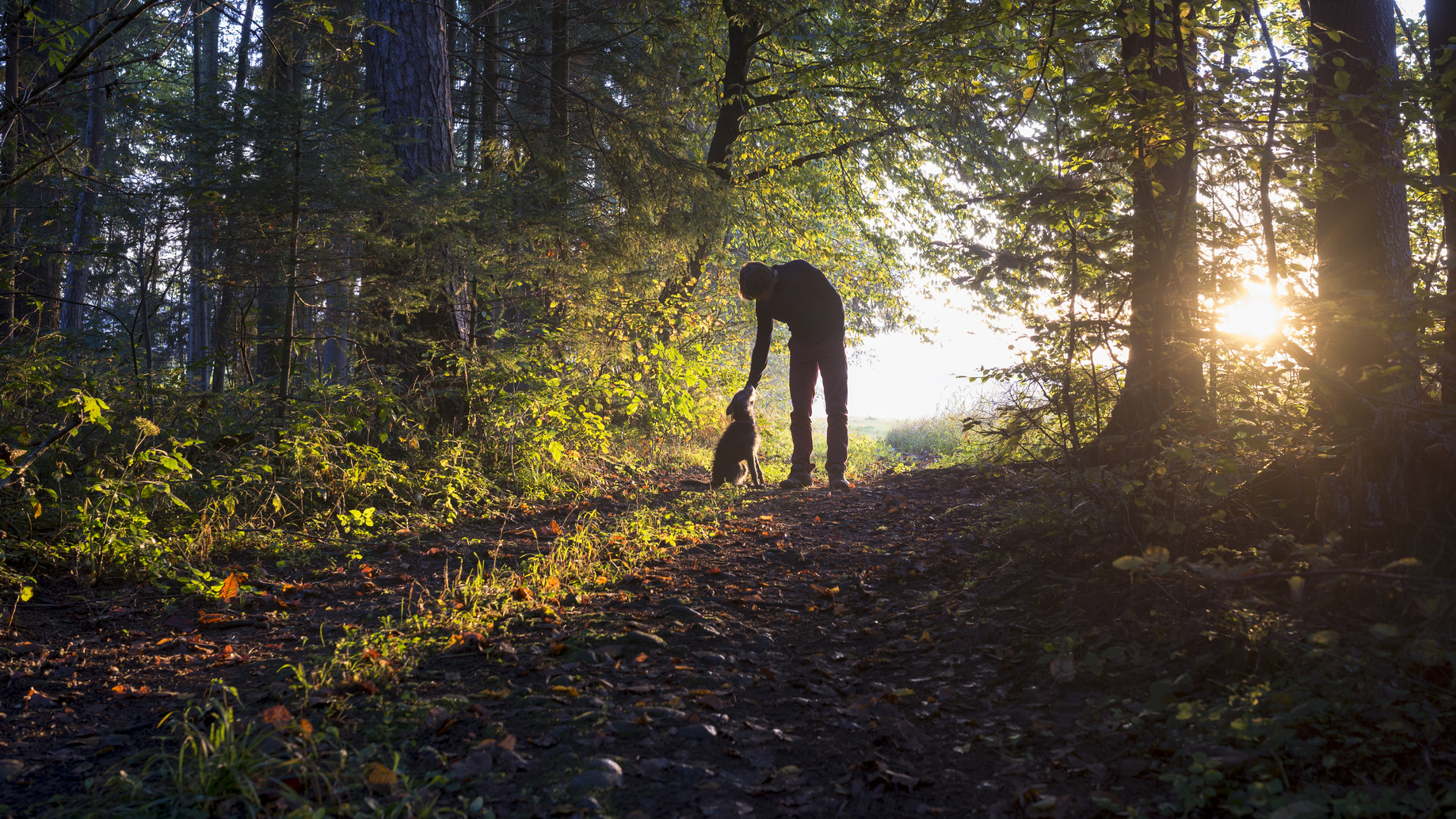 Man bending down to pet his black dog as they enjoy a beautiful nature in a glade in the woods backlit by the warm glow of the early morning sun.
