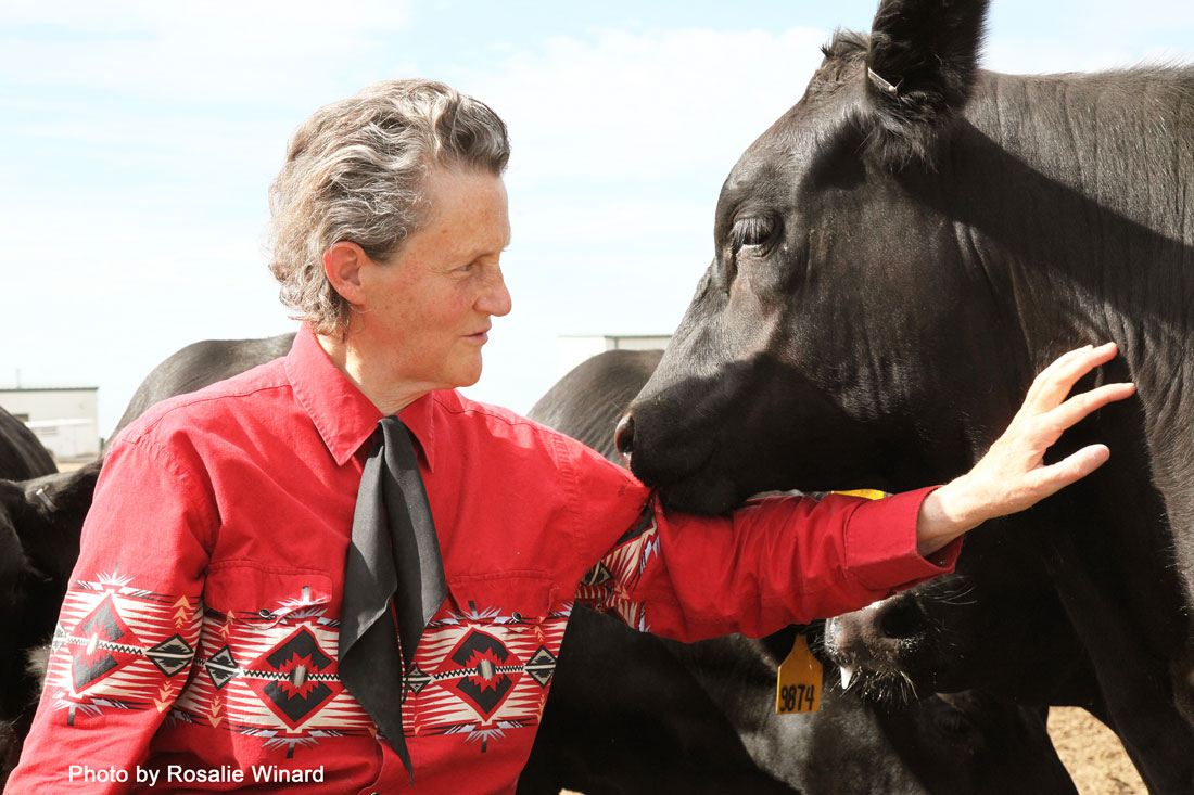 Temple Grandin with cow