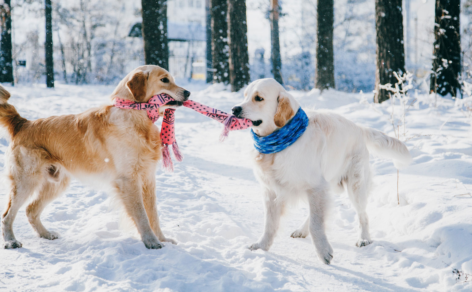 dogs play in the snow