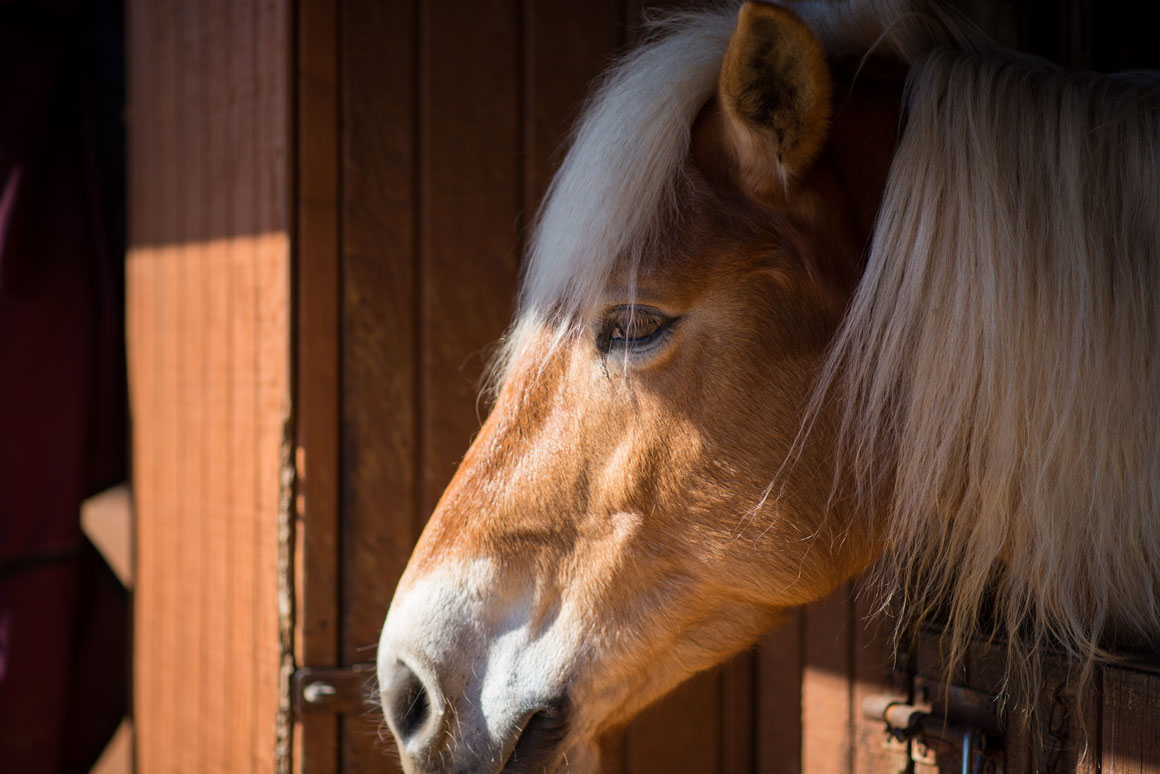 horse in barn window