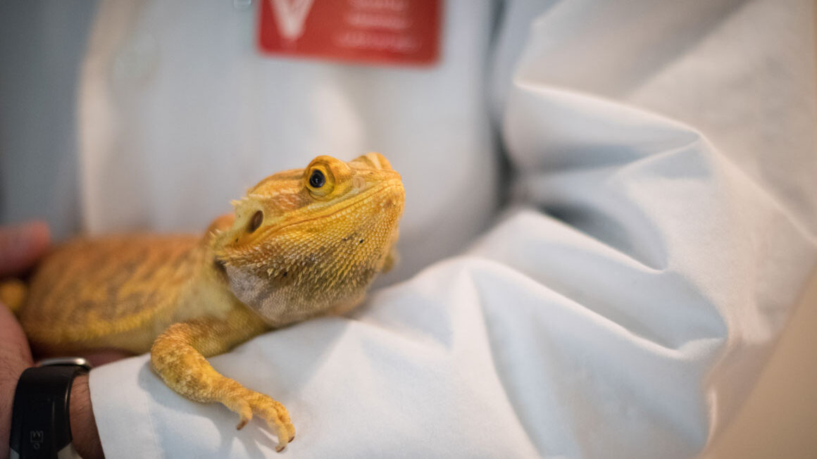 Bearded sales dragon vet