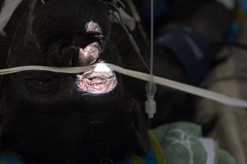 vets examine chimp's eye