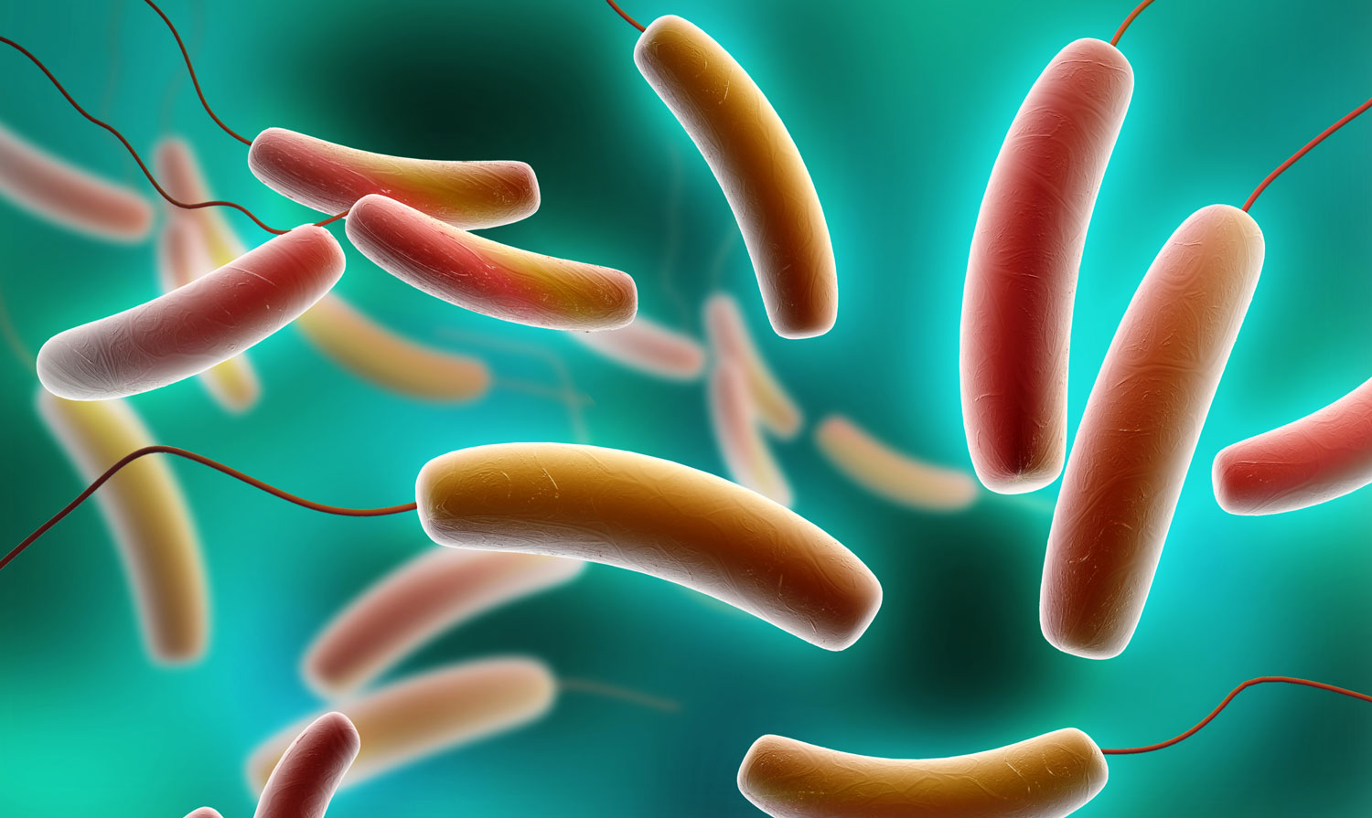 Antimicrobial resistance development in bacteria — like E. coli, (pictured above), can have devastating effects on human health.