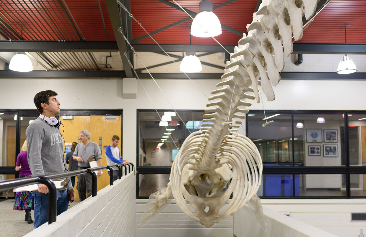 student admires whale skeleton
