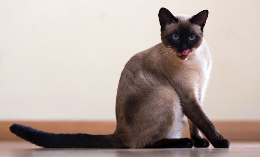 Sitting and licking Siamese cat on wooden floor