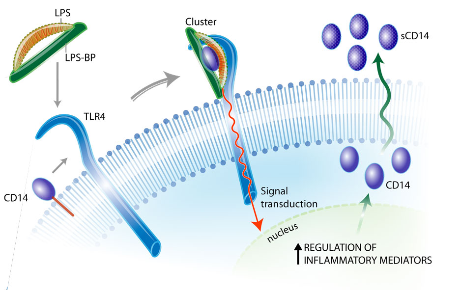illustration of biomarkers