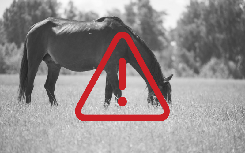 alert icon over horse photo