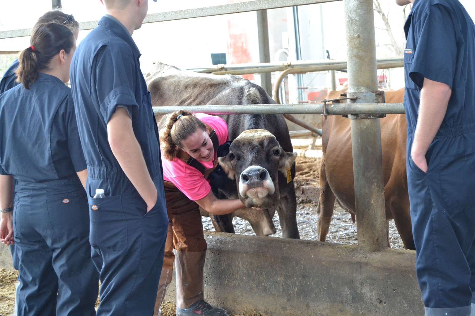 students examine cows
