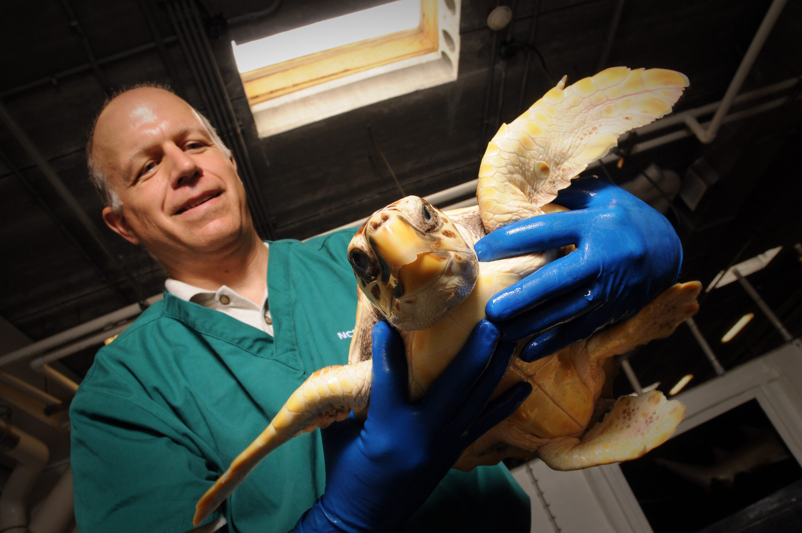 Craig Harms and one of the sea turtles he's working with