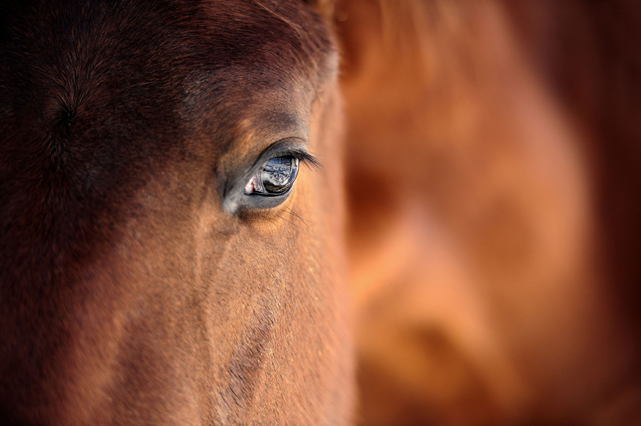 close up of horse's eye